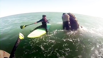Whales surprise two paddleboarders in Argentina