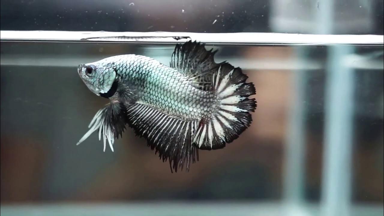 RARE!!! Premium BLACK DRAGON Double Double Ray Crowntail Plakat CTPK Betta  #P15 - YouTube