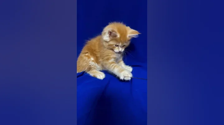 Video 11638531: tabby maine coon kitten, red tabby maine coon, tabby maine coon female, maine coon kitten meets