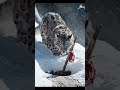 Snow Leopard Pounces and Slips Into a Mountain Trap! 🐆🏔 #Shorts