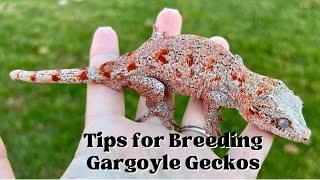 My Number One Tip for Breeding Gargoyle Geckos