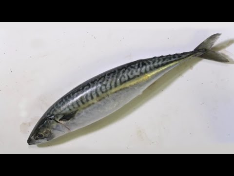 4. Level 3 Microbiology | Identification of Anisakis simplex in mackerel