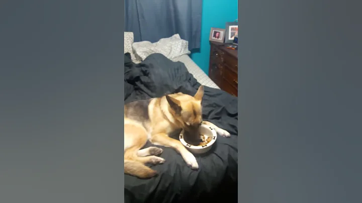 Breakfast in bed! #gsd #Germanshepard #spoiled #hu...