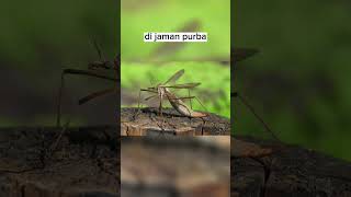 Perbandingan Hewan Sekarang Dan Purbagila Nyamuk Segede Itu shorts fyp misteri