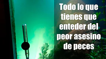 ¿La sobrealimentación de los peces puede provocar un pico de amoníaco?