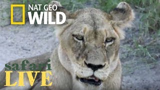 Safari Live - Day 113 | Nat Geo Wild