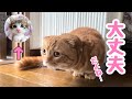 初めて新入り子猫と遊ぼうと思ったら、大変な事になってしまいました【預かり保護猫】