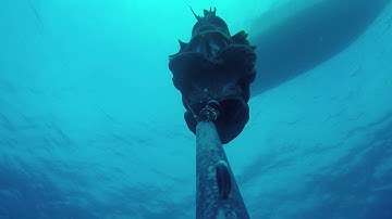 Red grouper with barotrauma recompressed with SeaQualizer descender device - NC State CMAST