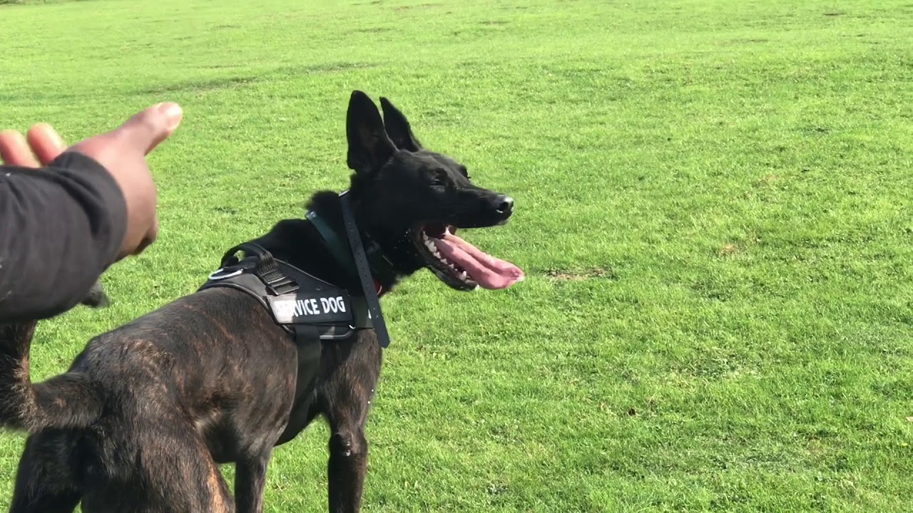 male great dane for sale