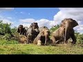 wild Elephants Tea Garden Drain Crossed