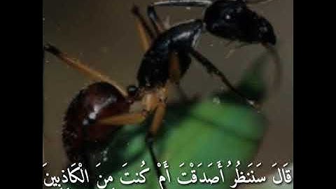 تلاوة رائعة وهادئة تنسيك الدنيا وهمها ||القارئ المغربي محمد المودن ||