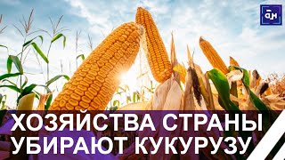 Уборочный сезон: на юге Беларуси приступили к уборке кукурузы. Панорама