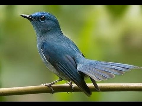 Kicau Mania Kicau Jenis Burung  Tledekan Sikatan Biru YouTube