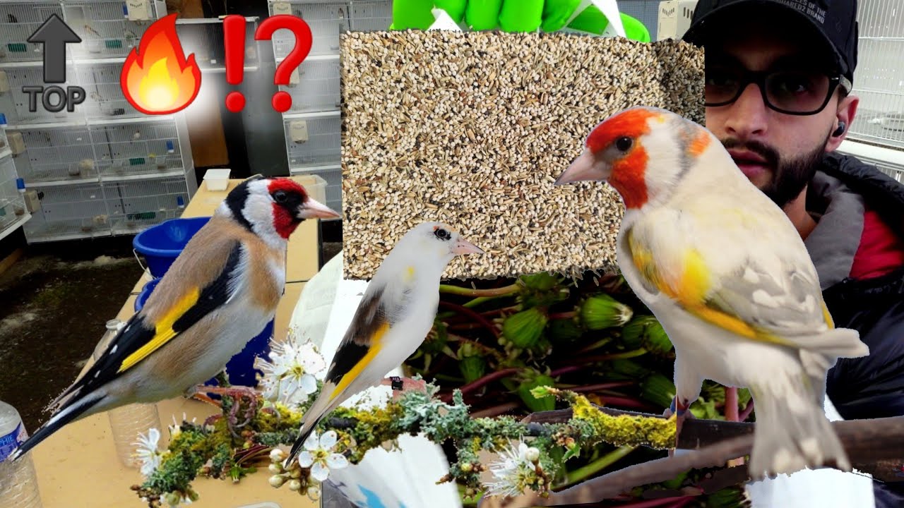 Новость о начале сезона со щеглами 🦅 + смесь семян для щеглов 😉👍💪🔥