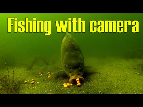 Video: How To Feed Carp