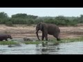 BABY HIPPO VS ANGRY ELEPHANT - UGANDA