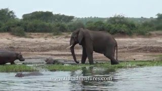 BABY HIPPO VS ANGRY ELEPHANT - UGANDA