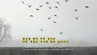[kpop] 가시나무(a thorn) - 조성모 (sungmo Jo) [Eng sub]