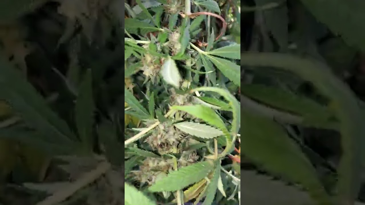 CSI Chemdog Strain Outdoor Cannabis 