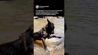 DOG FOUND A WAY TO CLIMB