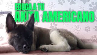 COSAS que DEBES de SABER del Akita Americano | Professional Dog Training