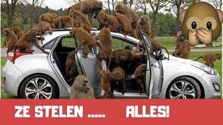 APEN die STELEN Compilatie  🐒🤣