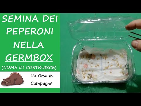 Video: Semi di peperoncino in germinazione: come coltivare semi di peperoncino