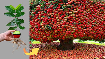 100%. Growing Guava Tree and apple tree  With Amazing techniques | How to Growing Strange