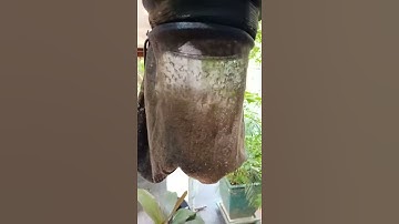 Thumbnail of CO2 mosquito trap