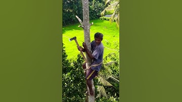 Tree cutting using axe.   #shorts #viral #drone