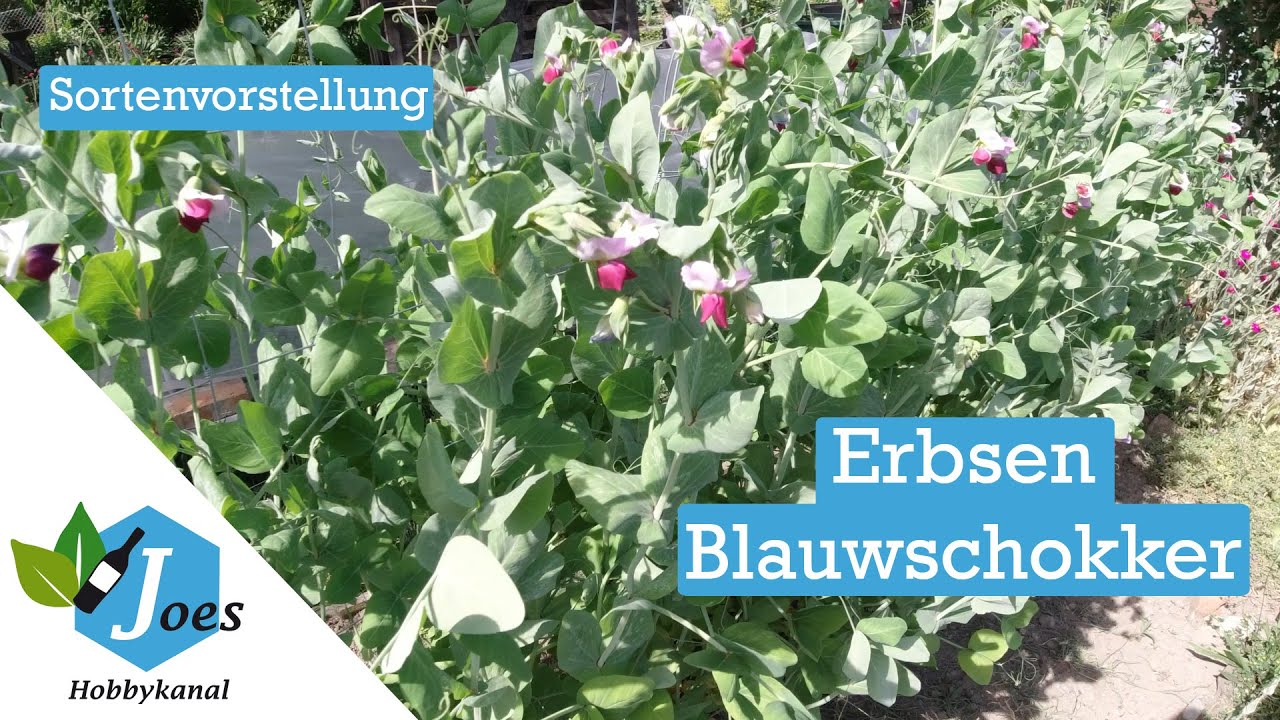 BIO-Erbsensamen Blauwschokker – Kapuzinererbse Mit Blauen Hülsen, Saatgut Für Ca. 80 Pflanzen