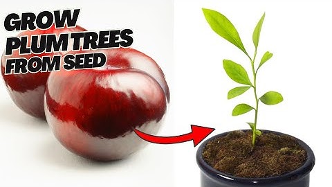 🌳How to Grow Plum Trees From Seed at Home (Easy & Simple DIY Guide!)