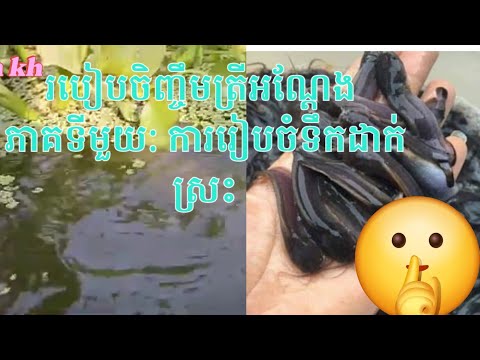 វិធីចិញ្ចឹមត្រីអណ្តែង សម្រាប់បងប្អូនចង់ចិញ្ចឹមដំបូង ភាគ១ ការរៀបចំដាក់ទឹកដែលត្រឹមត្រូវ