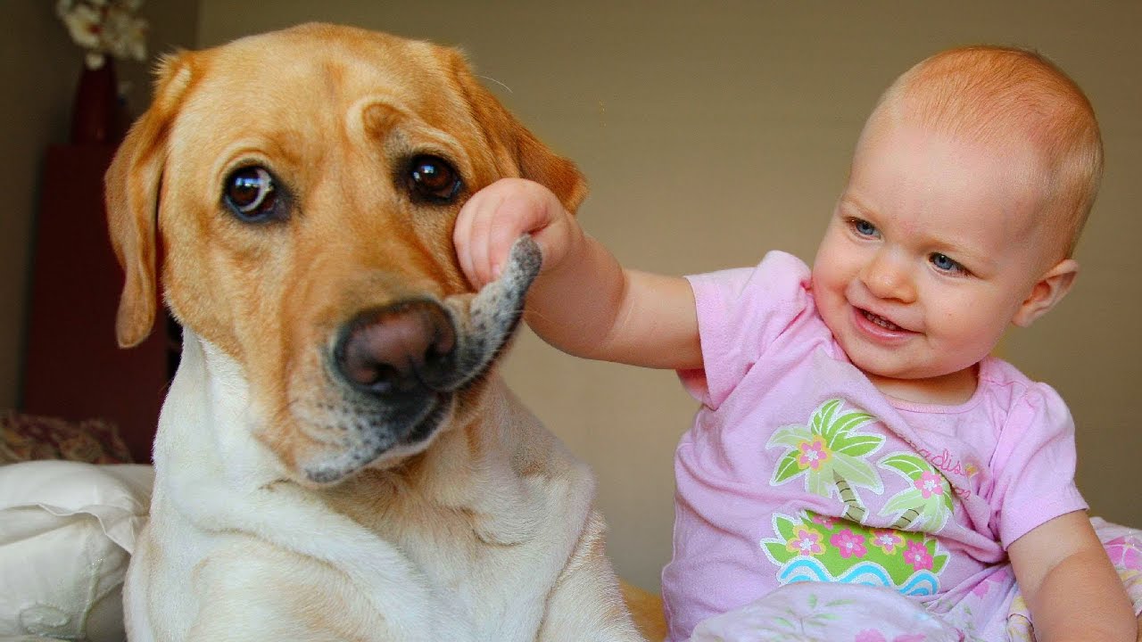 cute baby labrador