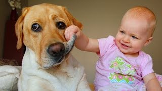 Labrador Dog and Baby Compilation