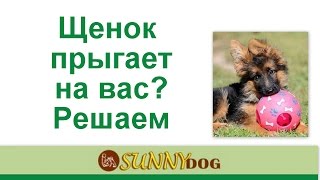 Щенок прыгает на вас? Отучаем щенка прыгать на вас и ставить лапы Щенок прыгает на вас? Отучаем щенка прыгать на вас и ставить лапы