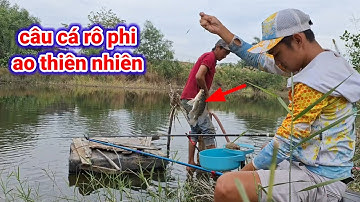 câu cá rô phi ao thiên nhiên ở gần cầu cần Giuộc mới , toàn rô phi to quá đã luôn anh em 👬 2024