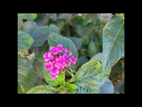 Muslim Background Humming For Videos No Copyright 