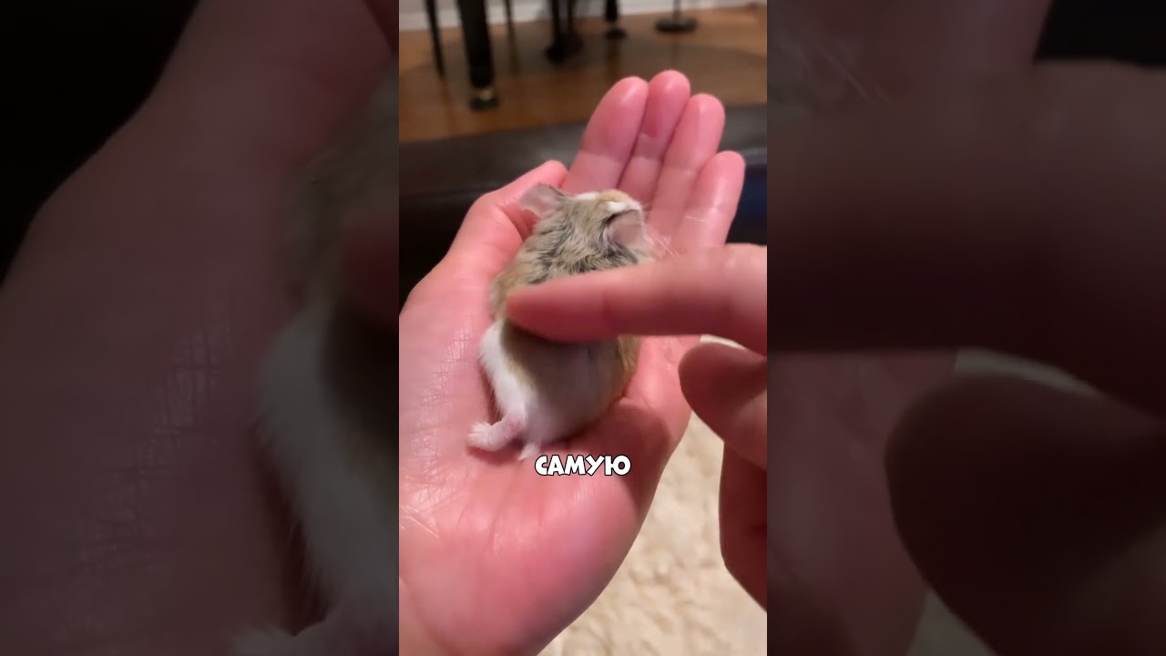 Самый маленький и активный хомяк в мире #животные #факты #интересно