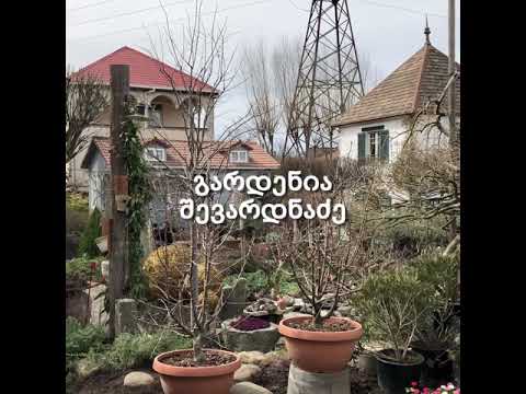 გარდენია შევარდნაძე A visit to the Shevardnadze Gardenia in Tbilisi