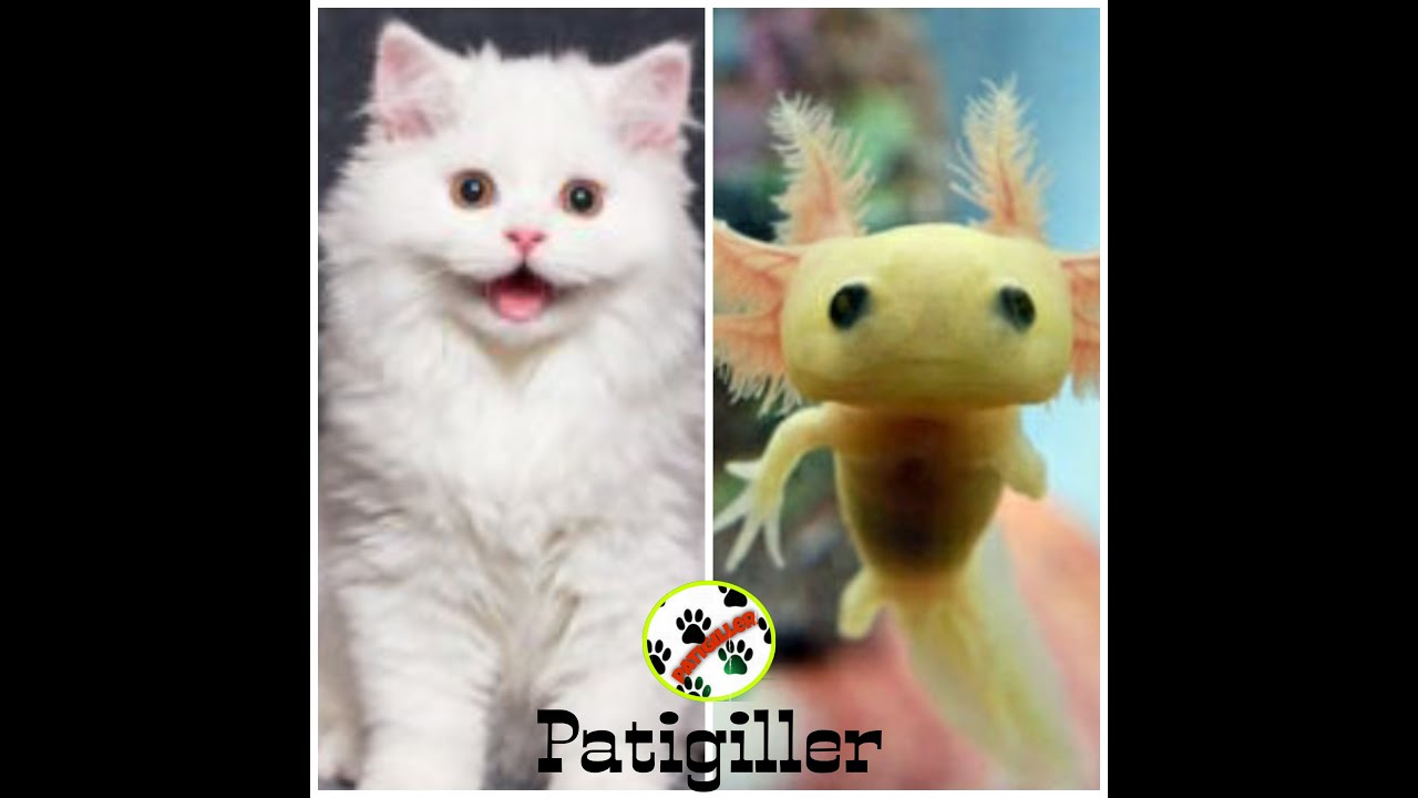 Eğlenceli Kediler Kedi videoları komik kediler konuşan kediler