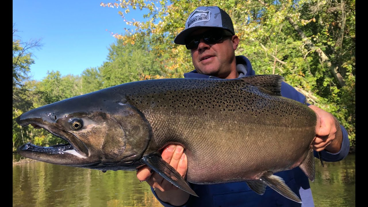 Chinook Salmon Skein Fishing - Great Lakes Bruisers 
