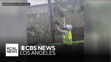 Tree cutting next to Newport Beach Nature Center upsets environmentalists
