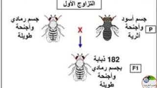 2ثانوي دروس الفصل الثاني في العلوم الطبيعية الثانية ثانوي اعمال مورغان الالقاح التراجعي العبور