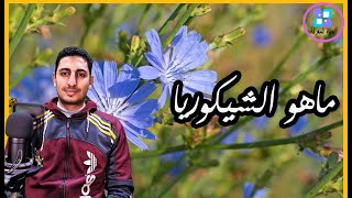 نبات الشيكوريا فوائد ومعلومات ذهبية عن الشيكوريا العظيمة  Chicory