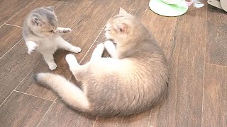 The tiny kitten that punches its mother cat and wrestles with its older half-siblings is adorable