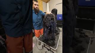 Pet Groom on a Black Russian Terrier (BRT)