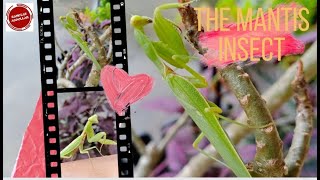 The Mantis - Insect ( mentadak at malaysian )