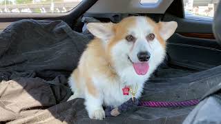 Fostering A $2500 Corgi That Was Abandoned (Why It's Important To Research Breeders and Dog Breeds) by The Stumpy Brigade 1,958 views 1 year ago 10 minutes, 30 seconds