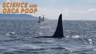 The Scoop on Southern Resident Killer Whales (Salish Sea Wild)